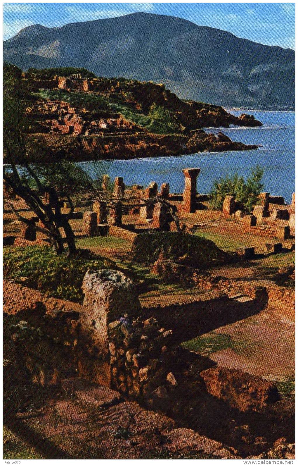 ALGERIE TIPAZA - LOT de 2 CARTES Ruines grande basilique chrétienne et vue prise colline Est