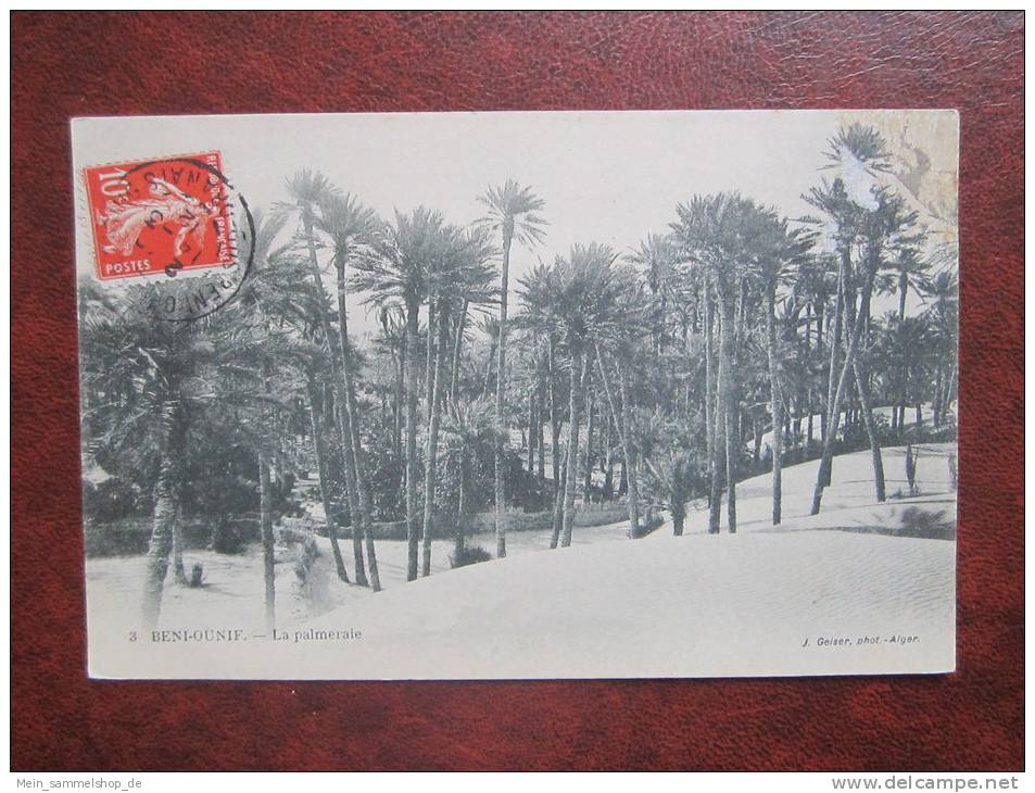Beni Ounif La palmerale CPA AK