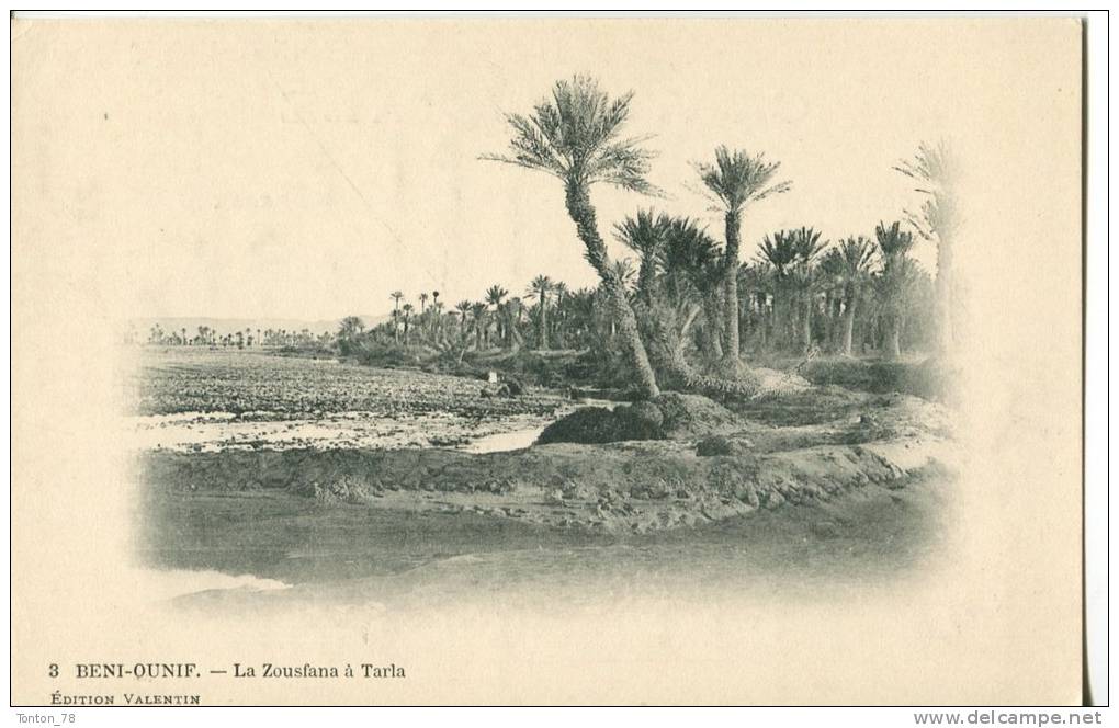 BENI-OUNIF  -  LA ZOUSFANA A TARLA