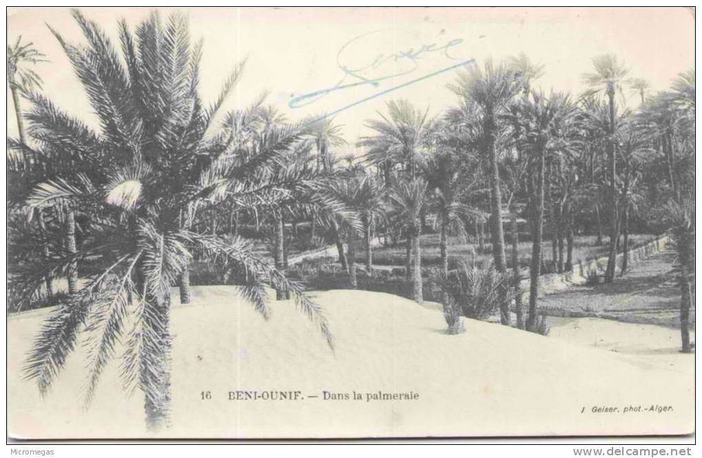 Algérie - BENI OUNIF - Dans la palmeraie