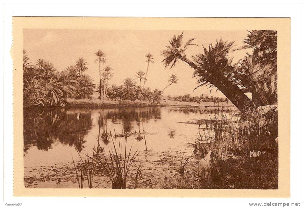 BENI OUNIF - ALGERIE - UN JOLI COIN DE RIVIERE