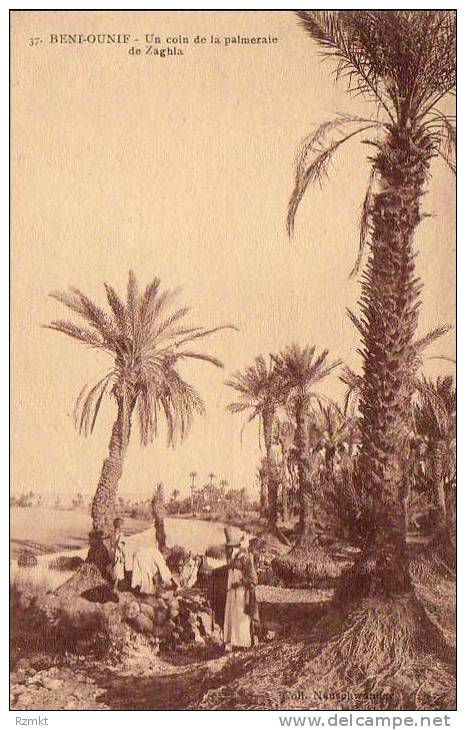 ALGERIE  BENI-OUNIF Un Coin de la Palmeraie de Zaghla