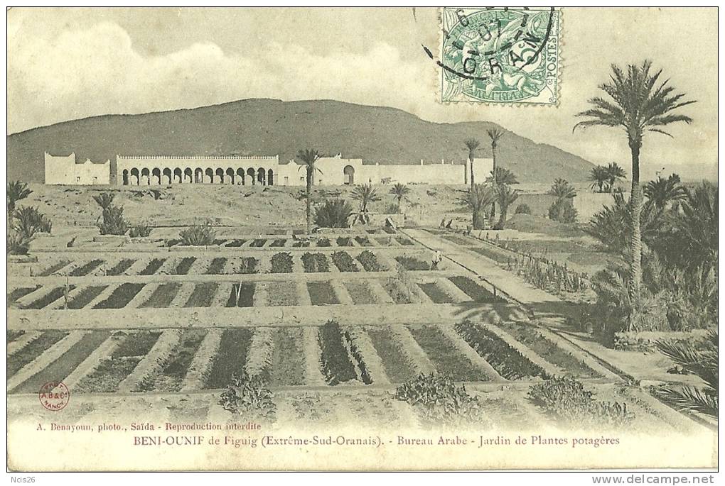 ALGERIE.BENI-OUNIF DE FIGIG.BUREAU ARABE. JARDIN DE PLANTES POTAGERES.