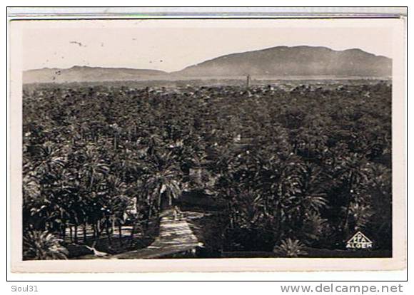 MAROC - FIGUIG - BENI - OUNIF  - MER D' OASIS    CARTE PHOTO      TBE