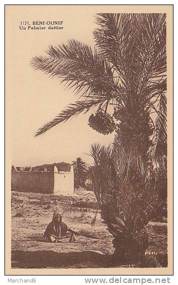 ALGERIE.BENI OUNIF. UN PALMIER DATTIER