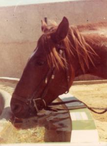 cheval de Hadj Eddine Boucif