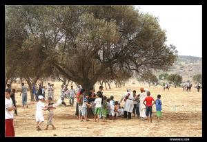 Sous cet olivier centenaire, les habitants d'el hajra observent la fantasia