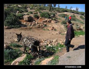 Paysans de la région des béni Snous