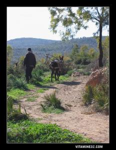 L'âne reste le moyen de transport le plus fiable dans les régions montagneuses des Beni Snous