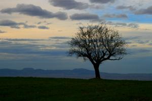 L'arbre