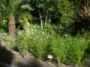 Sétif : jardins publics et espaces verts