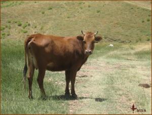 الحقول الغابية المخصصة للرعي بجبل شليا