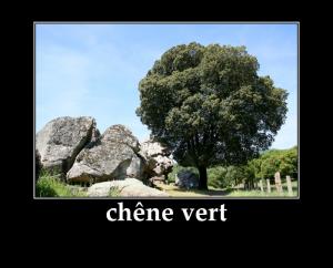 شجرة البلوط ---chêne vert---f;بولزازن