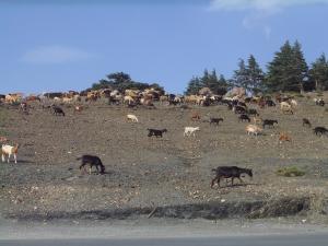 الثروة الغابية والثروة الحيوانية بشليا