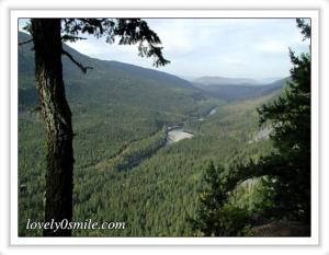 الصنوبر يحمي بصر مرضى السكري