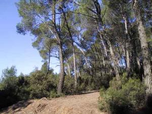 شليا واشجار الصنوبر