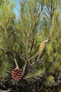 شجرة الصنوبر -الاستعمالات