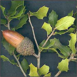 ثمرة البلوط