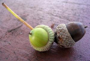 فوائد شجرة البلوط وثمارها صحيا