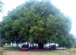 قشور شجرة البلوط تشفي من قروح الفم وتوقف نزيف اللثة