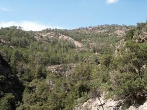 شجرة البلوط الكائنة بغابات يابوس