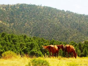 يابوس بلدية سياحية