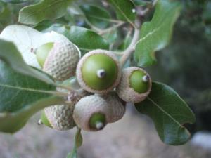 ثمرة البلوط----فوائدها الصحية