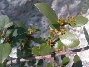 ثمرة البلوط----فوائدها الصحية