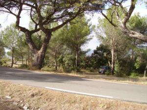 جمال بلادي ---منظر من غابات يابوس