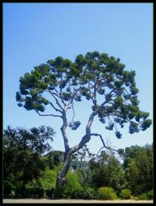 غابات يابوس تدعوكم لزياتها