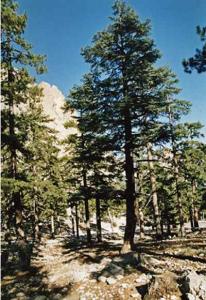 ما هي معلوماتك عن اشجار الصنوبر