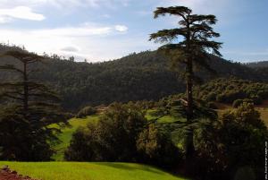 دور الغابات في حماية الانسان و البيئة