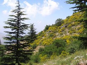 دور الغابات في حماية الانسان و البيئة