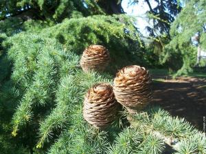 دور الغابات في حماية الانسان و البيئة