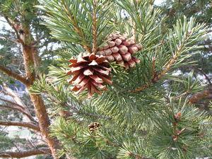 دور الغابات في حماية الانسان و البيئة