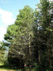 دورة حياة الصنوبر Life history of Pinus sp