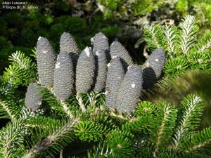 فوائد الغابات والتحريج الاصطناعي