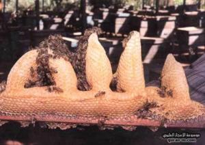 عجائب خلق الله