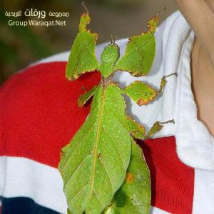 حشرة ام ورقة ؟