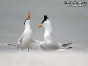 جمال الطبيعة