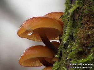 ورقة بريدية