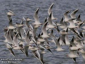 طبيعة خلابة