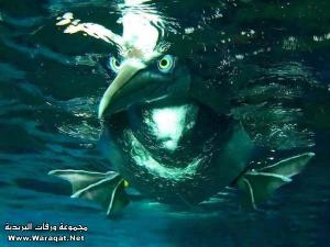 طبيعة خلابة