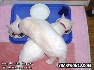 حيوانات مضحكة