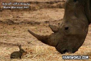 حيوانات مضحكة