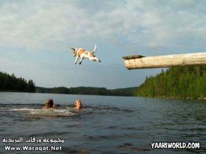 حيوانات مضحكة