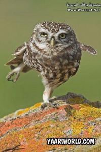 حيوانات مضحكة