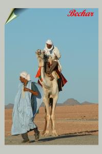 Mehari et méhariste dans le désert