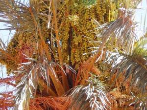 palmiers, des dates