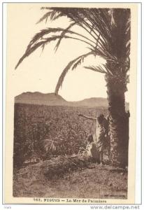 BENI-OUNIF - FIGUIG - La Mer de Palmiers